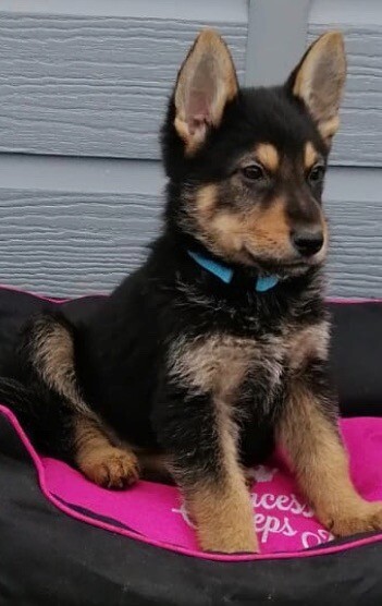 german shepherds for sale gumtree